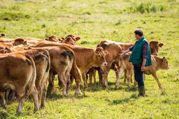 herder avec groupe de vaches, debout sur le paysage - herder photos et images de collection