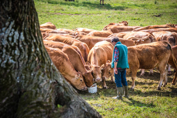 istock Herder with group of cows standing on landscape 919517884