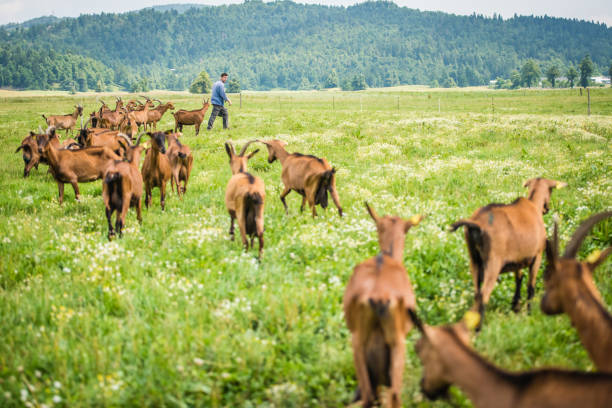 istock Herder walking with group of goats 919517886