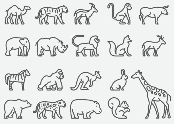 ilustraciones, imágenes clip art, dibujos animados e iconos de stock de los iconos de la línea de animales salvajes - big cat