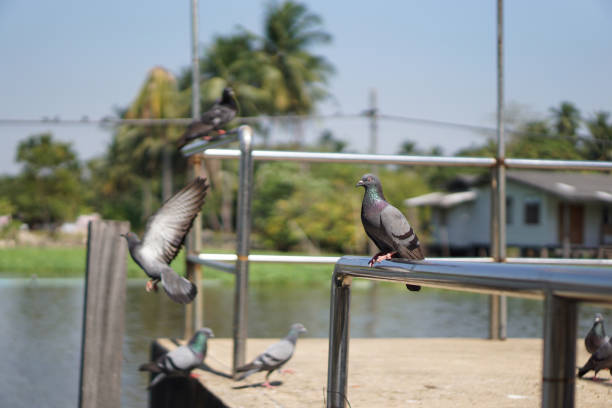Closeup of beautiful pigeon bird