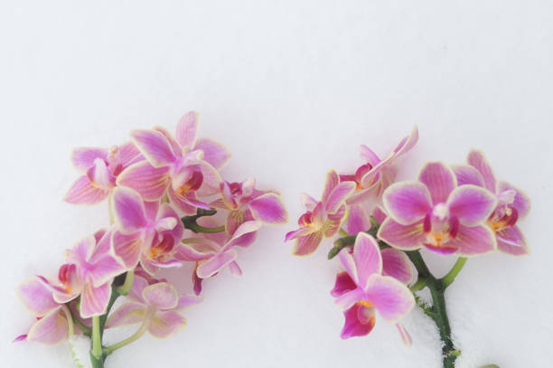 Beautiful luxury purple orchid blossom Close up.