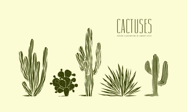 Stock vector set of hand drawn cactus Stock vector set of hand drawn cactus. Illustration in linocut style. Different forms of plants. Green print on light background cactus stock illustrations