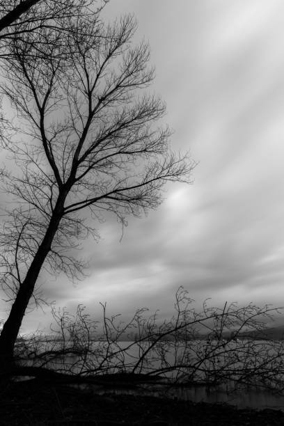 istock Skeletal and fallen trees on a lake shore, beneath a moody sky 919539122