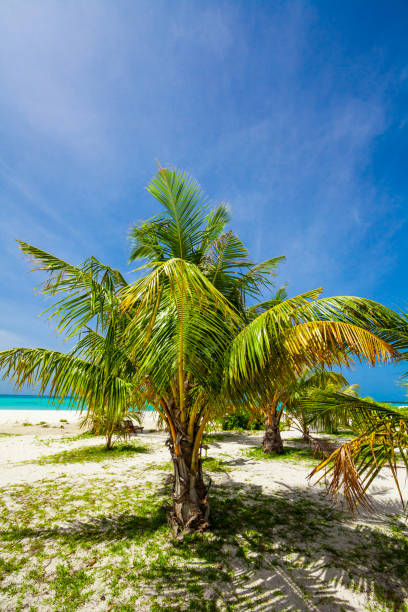 istock Palm trees on tropical beach in Maldives 919541824