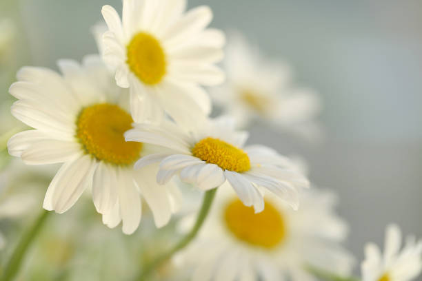 istock White camomiles tender background. Soft focus. Chamomile flowers on a light background 919542054