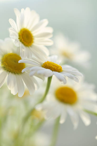 White camomiles tender background. Soft focus. Chamomile flowers on a blurred background