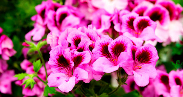 istock Rare flowers in a botanical garden 919544598