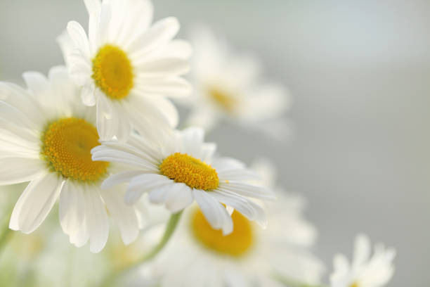 istock White camomiles tender background. Soft focus. Chamomile flowers on a light blurred background 919544604