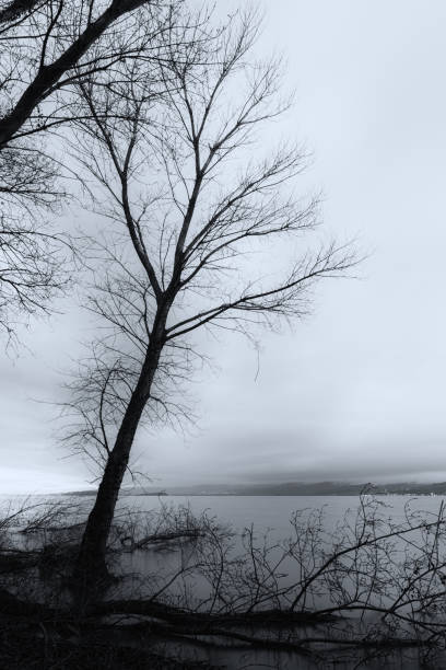 istock Skeletal and fallen trees on a lake shore, beneath a moody sky 919545500