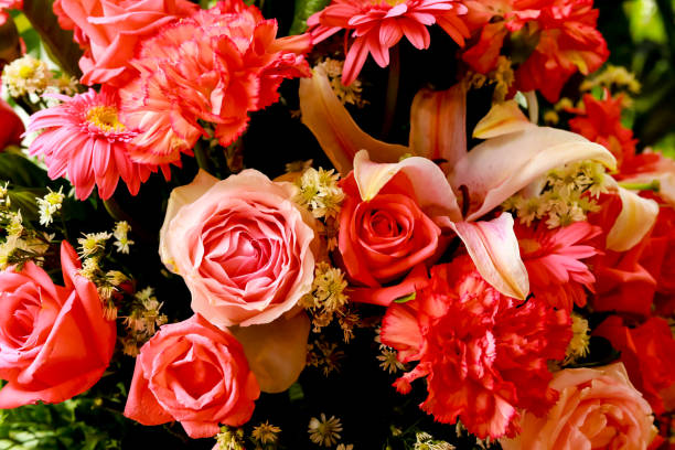 istock rose flowers for natural background. 919547634