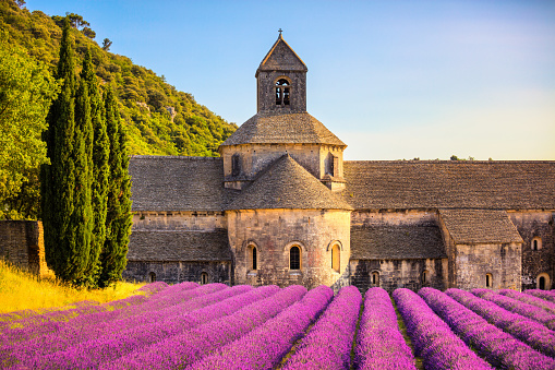 Abbey of Senanque and blooming rows lavender flowers on sunset. Gordes, Luberon, Vaucluse, Provence, France, Europe.