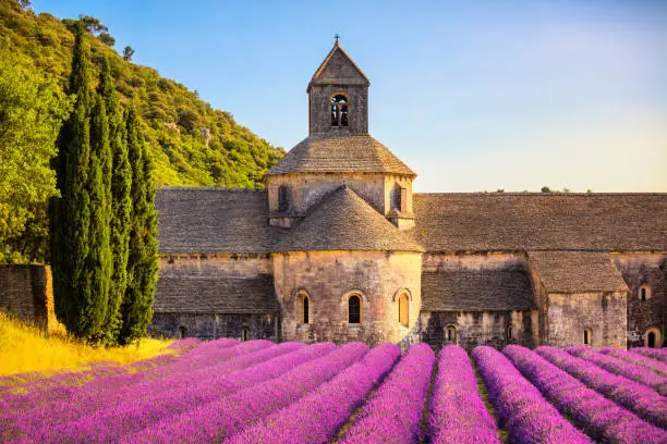 Photo of Abbey of Senanque blooming lavender flowers on sunset. Gordes, Luberon, Provence, France.