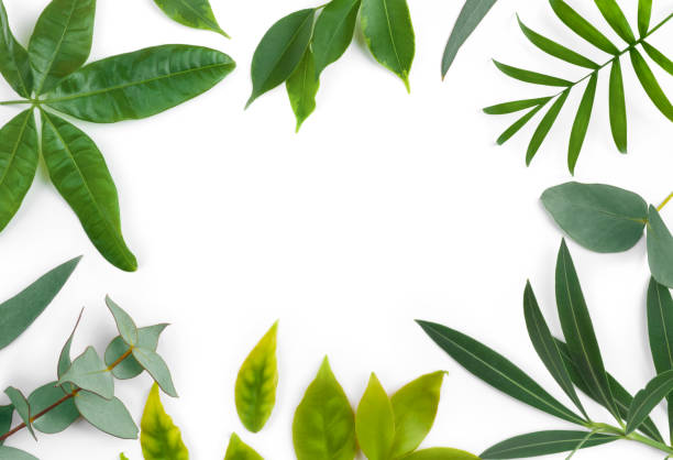 istock Green leaves frame of different exotic plants isolated on white 919548292