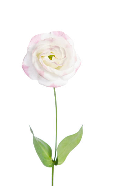 istock Beautiful Eustoma flower isolated on white background 919548566