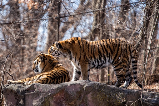 Tiger in Captivity