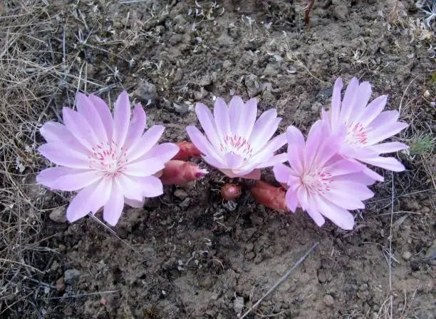 Beautiful pink Bitterroot flowers in bloom