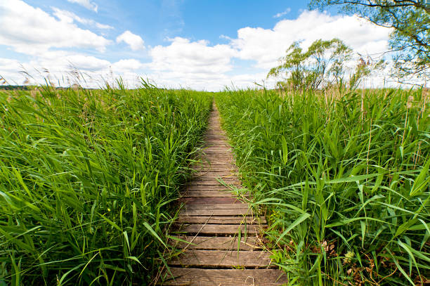istock foothpaht threw swamp area 919555104