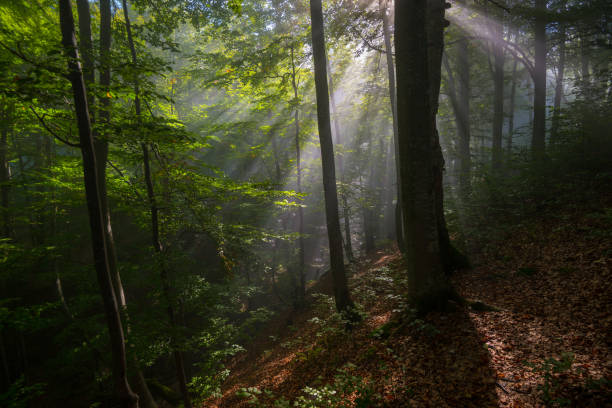 istock Sunbeams in forest _ 919558006