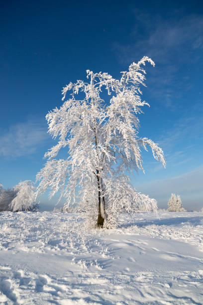 istock Frozen tree in a field of snow 919558370
