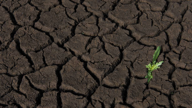 istock Arid farmland surface, with textured cracks and one weak, small weed plant growing 919561414