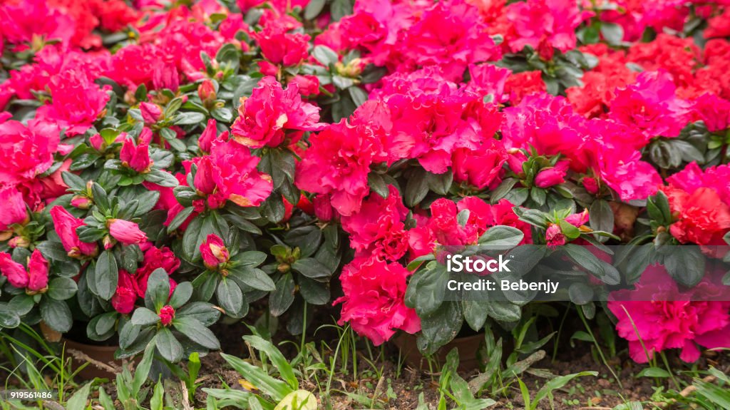 Foto de Flor Azaleia Vermelha Em Um Jardim e mais fotos de stock de Arbusto  - Arbusto, Azaléia, Beleza - iStock