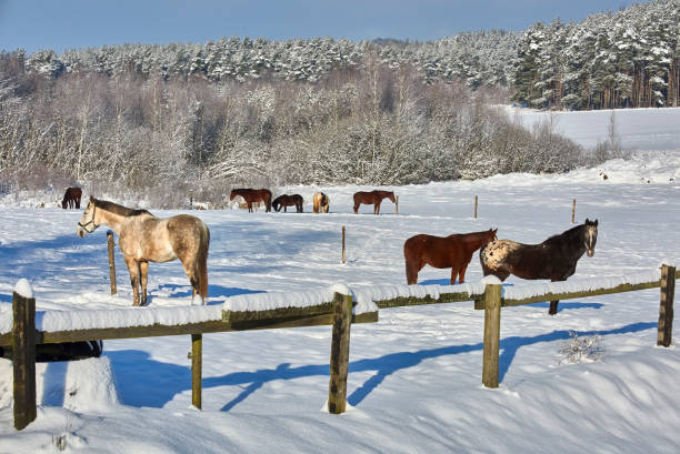 istock Horses on a winter pasture 919564192