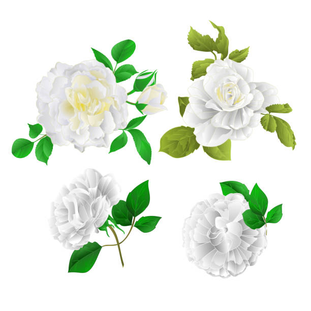istock White roses with buds and leaves vintage  on a white background set two vector illustration editable 919566936