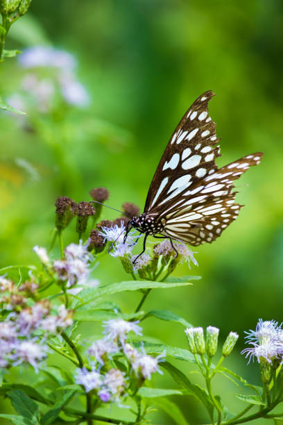 istock Blue spotted milkweed butterfly 919566948