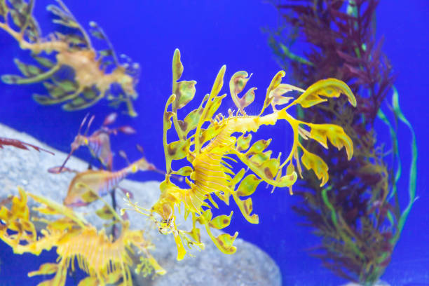 Leafy Sea Dragons Endemic to the waters off south and east Australia, leafy sea dragons are closely related to seahorses and pipefish. They are perfectly camouflaged to blend in with seaweed and kelp formations. seadragons photos stock pictures, royalty-free photos & images