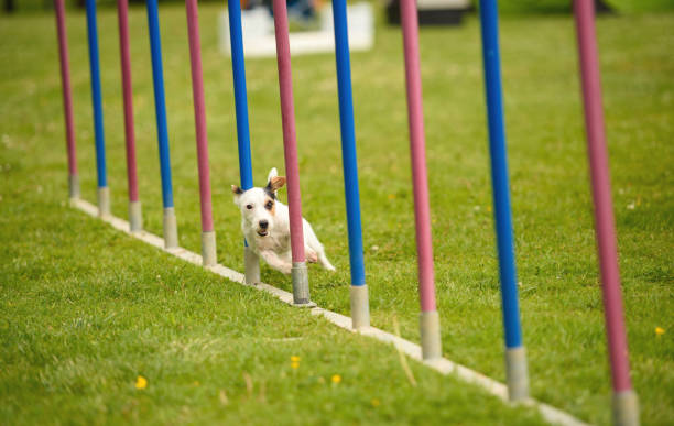 istock Slalom With Parson Russell terrier 919570366
