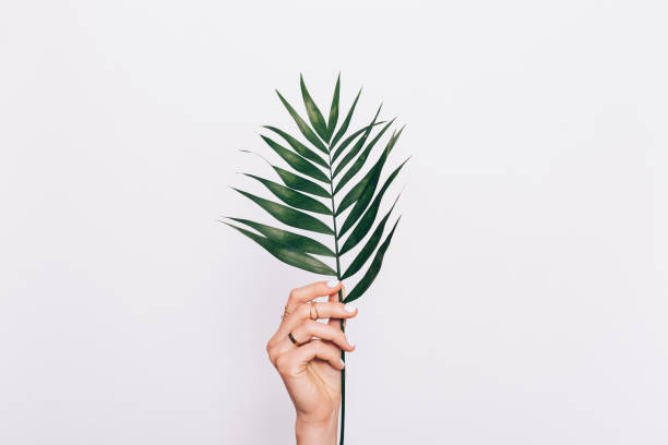 istock Palm leaf in female hand with manicure 919570488
