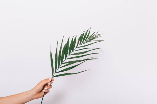 istock Female hand with manicure holds a palm leaf 919570490