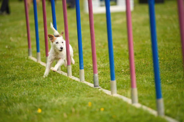 istock Slalom with Parson Russell Terrier 919570586