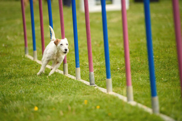 istock Left And Right With Parson Russell Terrier 919573506