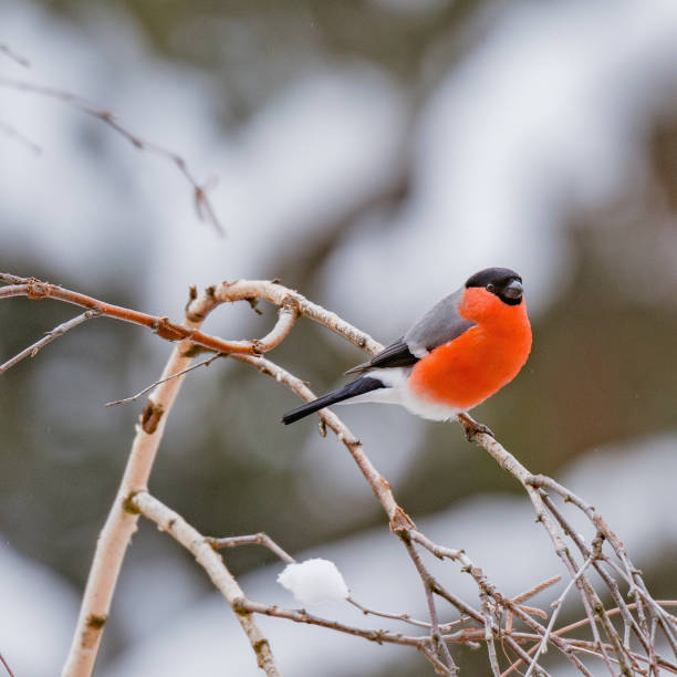 istock Bullfinch on the birch tree branch. 919573920