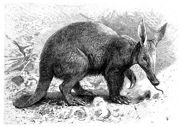 ツチブタ (偶 capensis) - aardvark点のイラスト素材／クリップアート素材／マンガ素材／アイコン素材