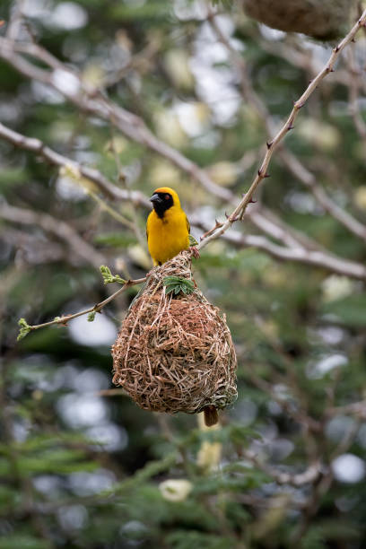 istock Mask weaver on nest in Namibia 919577510