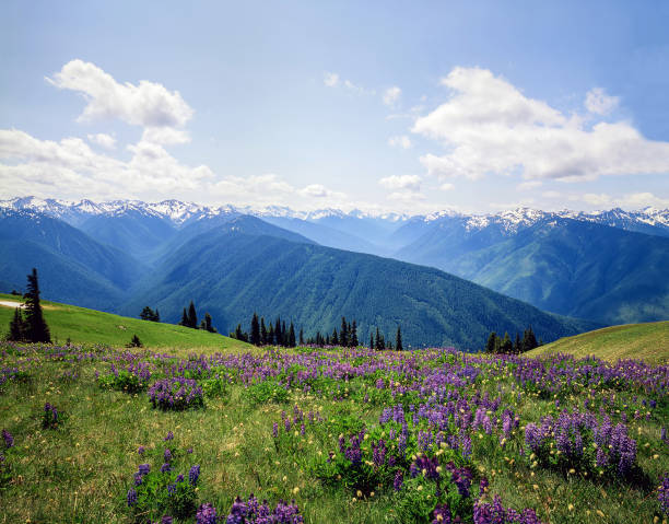 quebrada de huracán, el parque nacional olympic, washington - olympic national park fotografías e imágenes de stock