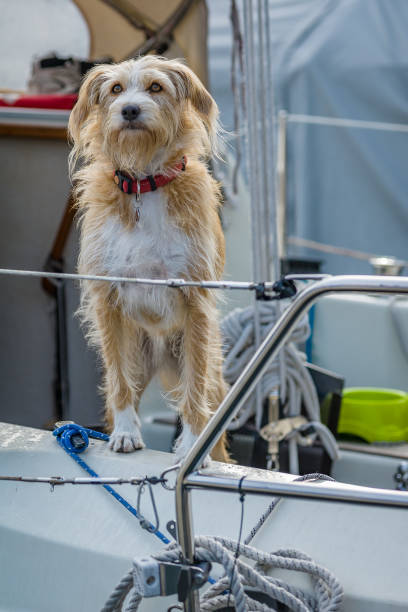 istock Dog on a sailboat 919580258