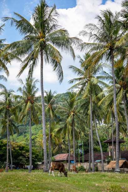 istock Rural scene with palm trees and cows 919581008