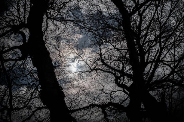 istock Silhouette of Winter Trees and Bare Branches Against Moody Sky 919581148