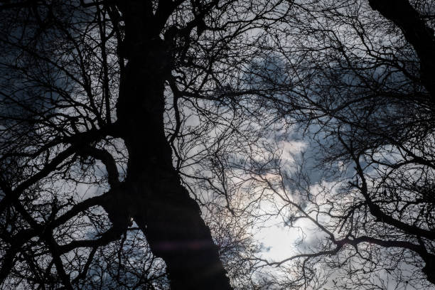 istock Bare Branches of Winter Trees Silhouetted Against Dark, Cloudy Sky 919581210