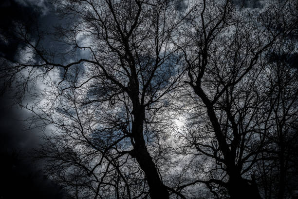 istock Silhouette of Bare Trees on Stormy Winter Night 919582328