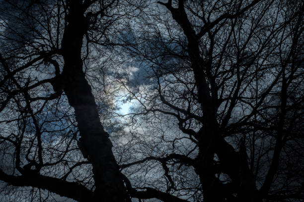 istock Winter Forest of Bare Trees Silhouetted Against Dark, Night Sky 919583280