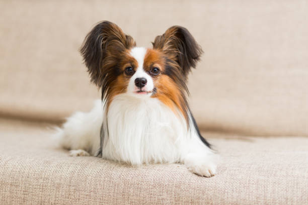 perro papillon acostado en la cama estirando sus patas - papillon fotografías e imágenes de stock