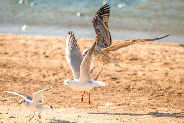 black headed gull on a beach of the Baltic sea