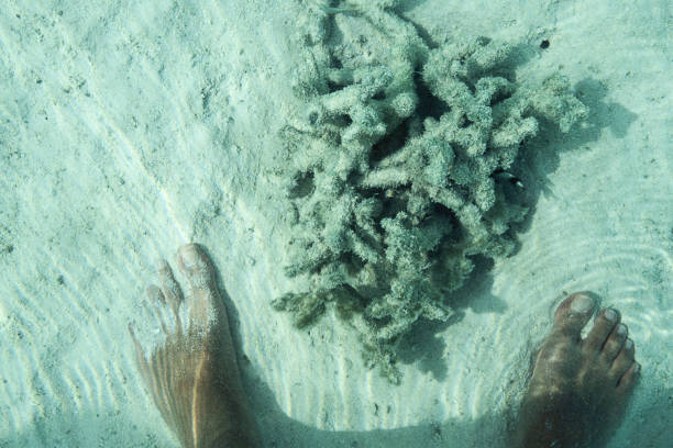 pies y corales en bleu agua de maldivas - beach coral close up water fotografías e imágenes de stock