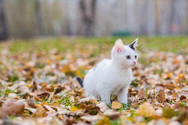 White and black small kitten on autumn glade among fallen leaves