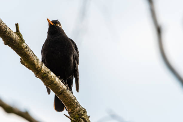 istock Common Blackbird sitting on a branch and looking around 919608130